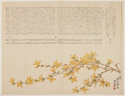 Japanese Yellow Rose, or Yamabuki, c.1818-29 by Kid Kageyasu